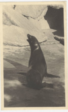 Seal in Rome Zoo