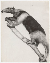 Anteater