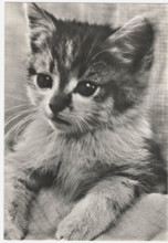 A young cat