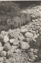 A wild cat in Abruzzo National Park, Italy,