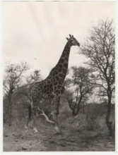 Kruger National Park, South Africa, a giraffe