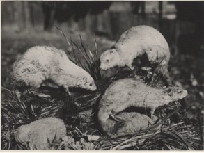 Hydromys. A genus of Australian semiacquatic rodents.