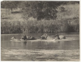 Hippopotamus lying in the water