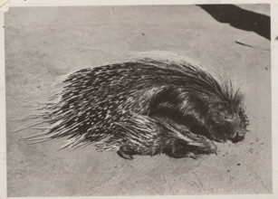 Porcupines