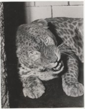 A male albino leopard in Central Zoo, New York, United States,