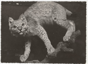 Lynx
