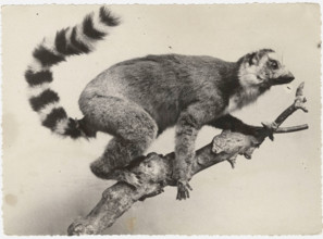 A lemur in Madagascar