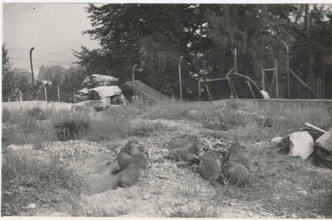 Marmots in captivity