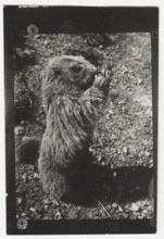Marmot
