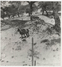 Farm mouflons in Nuoro, Italy