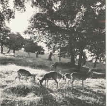Farm mouflons in Nuoro, Italy