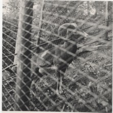 Mouflon in Acquerino Natural Park