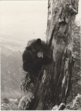 Bear in Val Genova, Italy