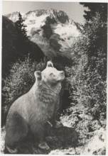 Bear, Presanella, Italy