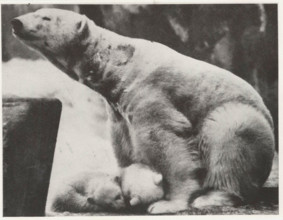 Polar bear with its puppies