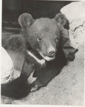 Collared bear