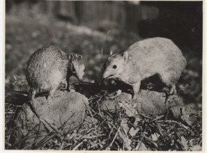 Peramelis in Australia