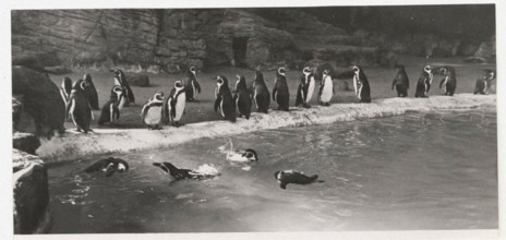 Penguins in Hamburg Zoo