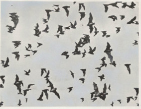 Flying bats