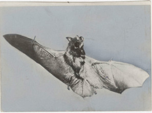 Bat