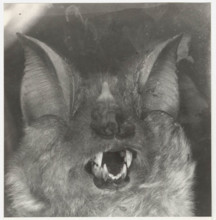 Bat rinopholus