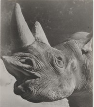 Head of rhinoceros in Somalia