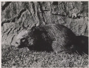 An exemplar of common wombat. Australia,