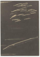 A needlefish, Naples, Italy