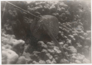 A breed fish pierced with a spear