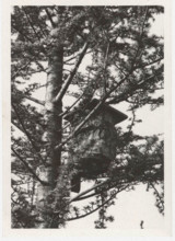 Artificial bird nest