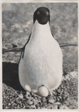 A female penguin brooding