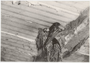 A swallows'nest