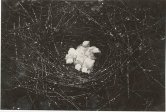 A sparrowhawk's nest