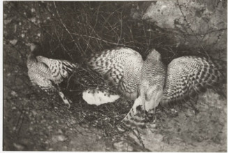 A sparrowhawk's nest