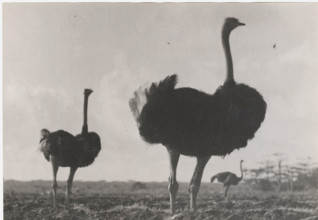 An ostrich