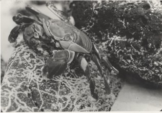 Crab of Galapgos islands