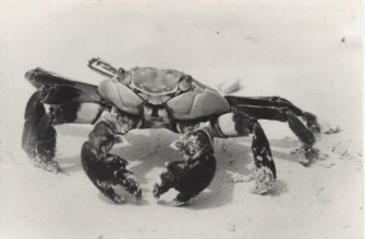 Crab