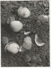 Pisidium, shells