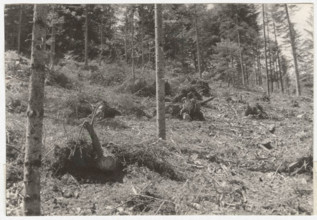 Eradication of silver fir trees