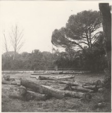 Pine trees turned into wood in Torre del lago Puccini, Lucca, Italy