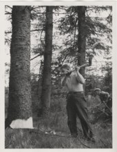 A forester making the initial incut of a tree by axe