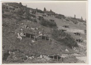Reforestation works to prevent avalanches