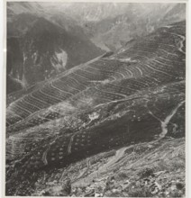 Reforestation works stepped trees