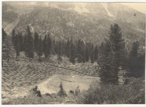 A field with holes to be filled with resinous trees. Cortina d'Ampezzo, Italy