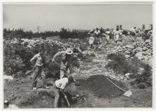 Reforestation works in Duino Aurisina, Italy