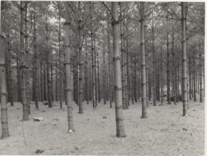 Reforestation, Piossasco, Italy