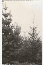 Reforestation works, Trivero, Italy