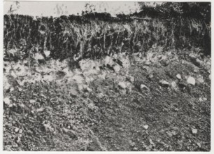 Reforestation works the socalled groana soil in Tradate, Italy