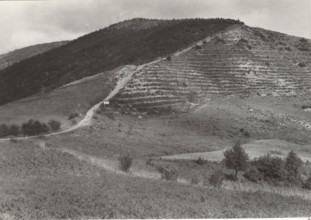Mount Penice reforestation works the planting of Pinus Nigra trees