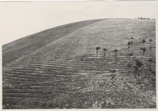 Monte Salviano reforestation